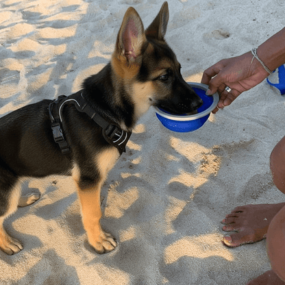 All-in-One Dog Leash with Water Bottle, Bowl & Waste Bags